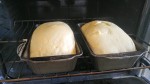 After about 40 minutes, the loaves are ready to bake!